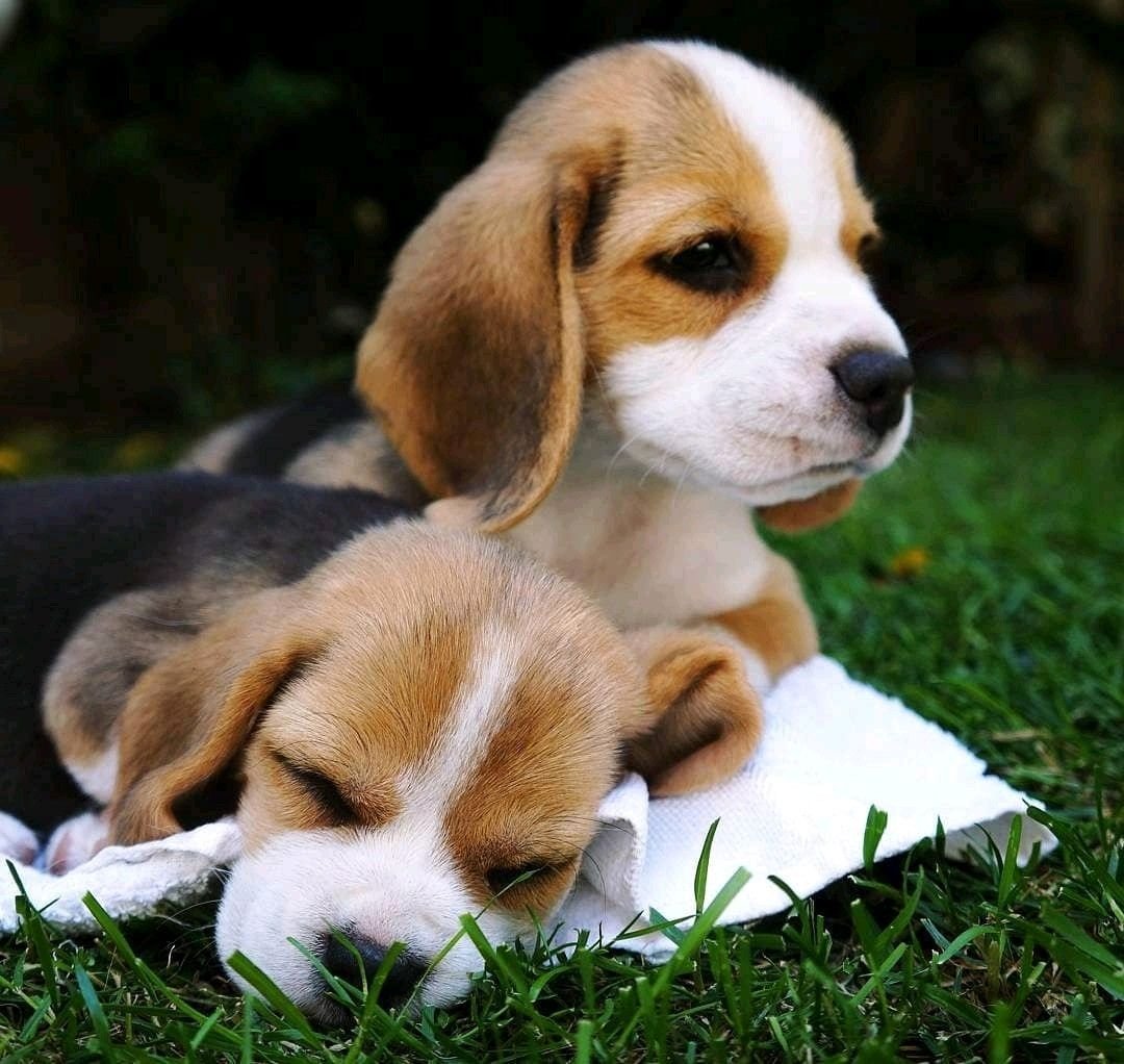 Бигль Рокки