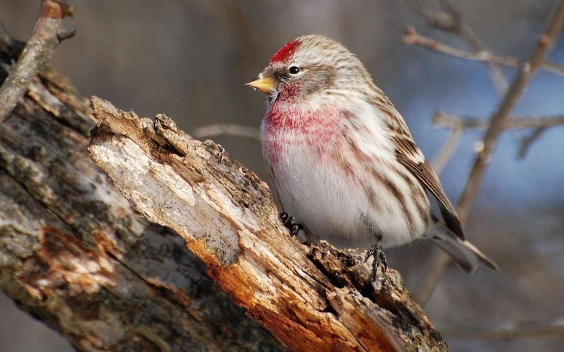 Чечётка (обыкновенная чечётка) (Acanthis flammea (Carduelis flammea))