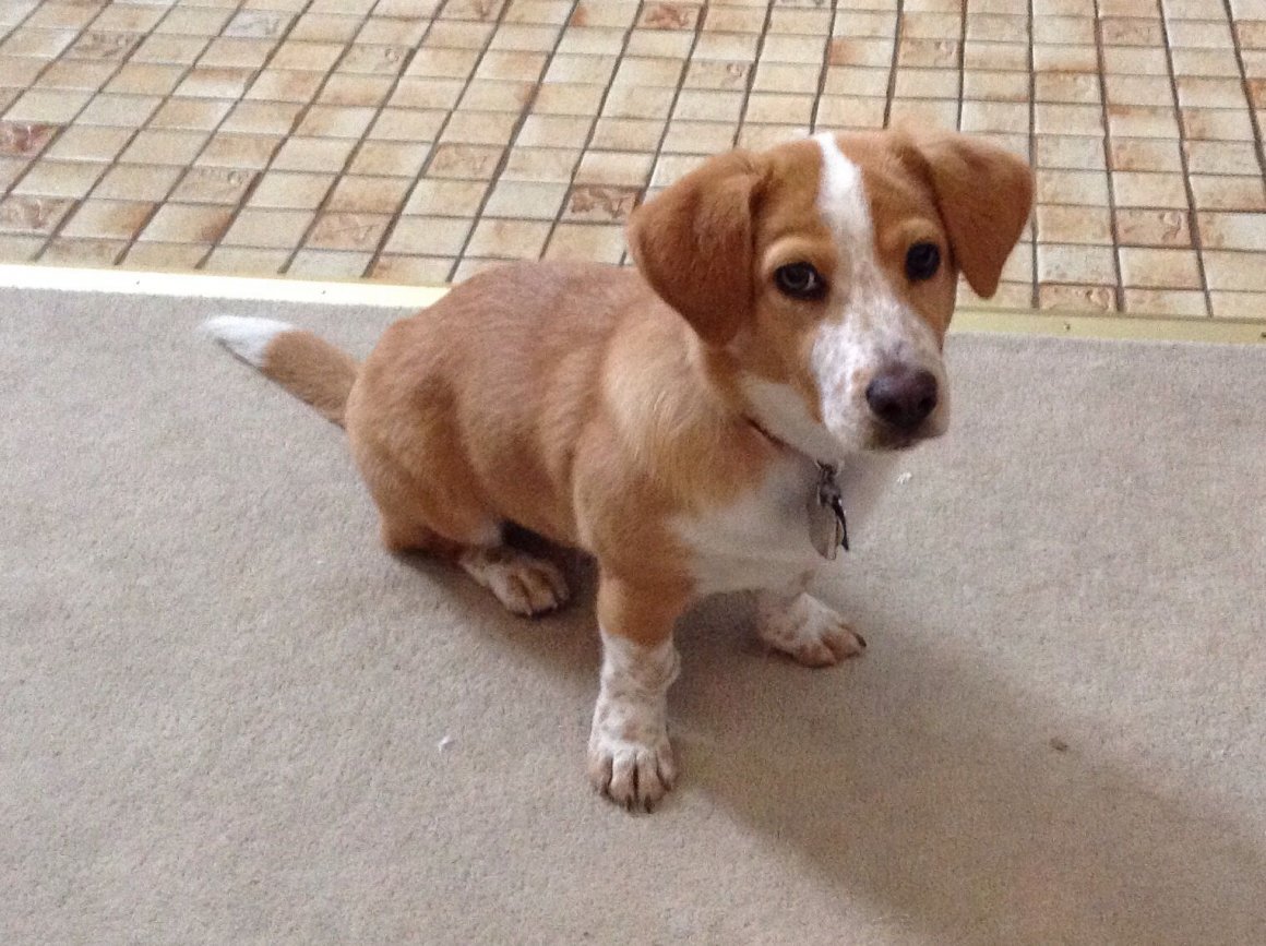 Бигль и корги метис