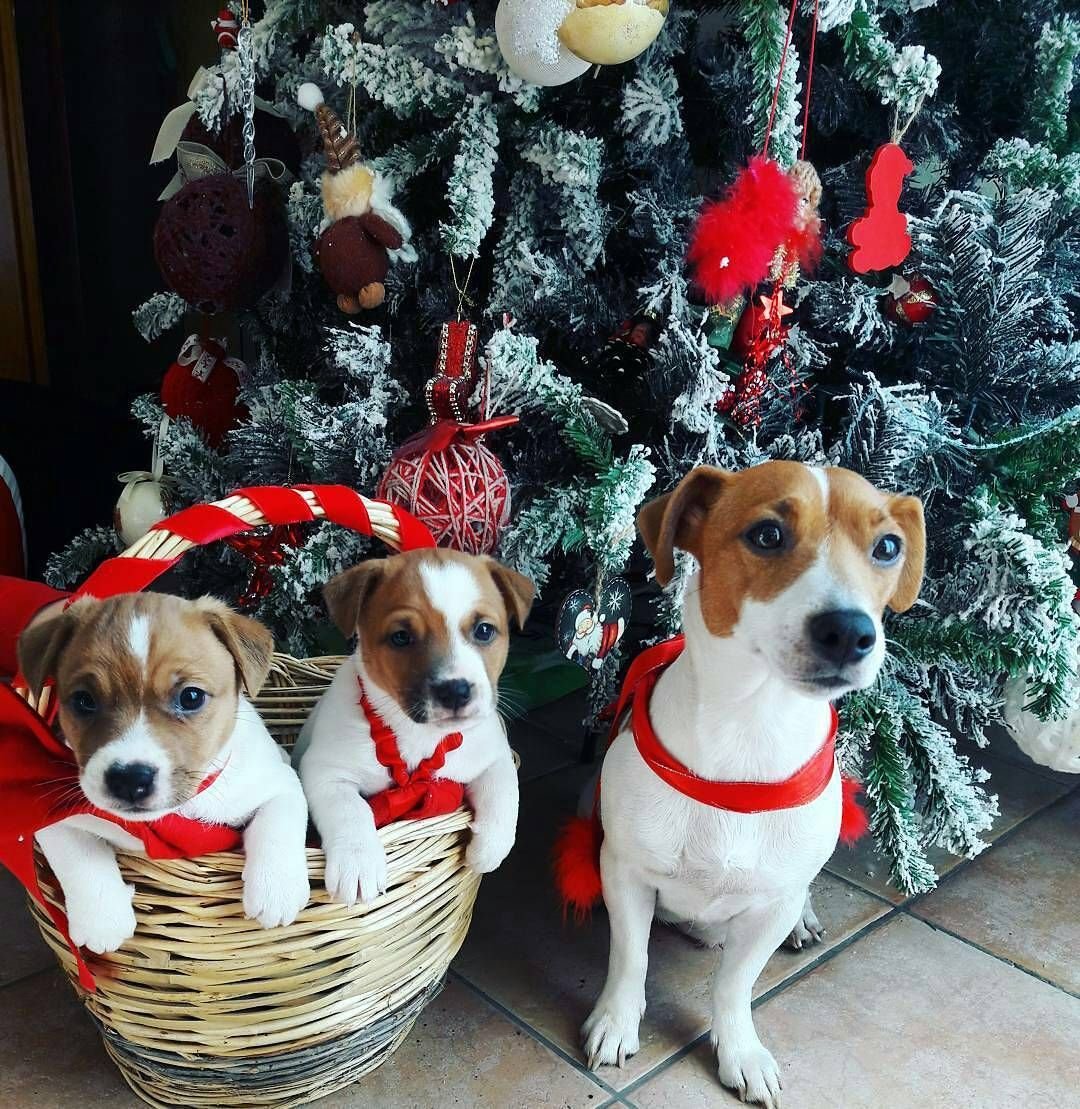 Тактический корги