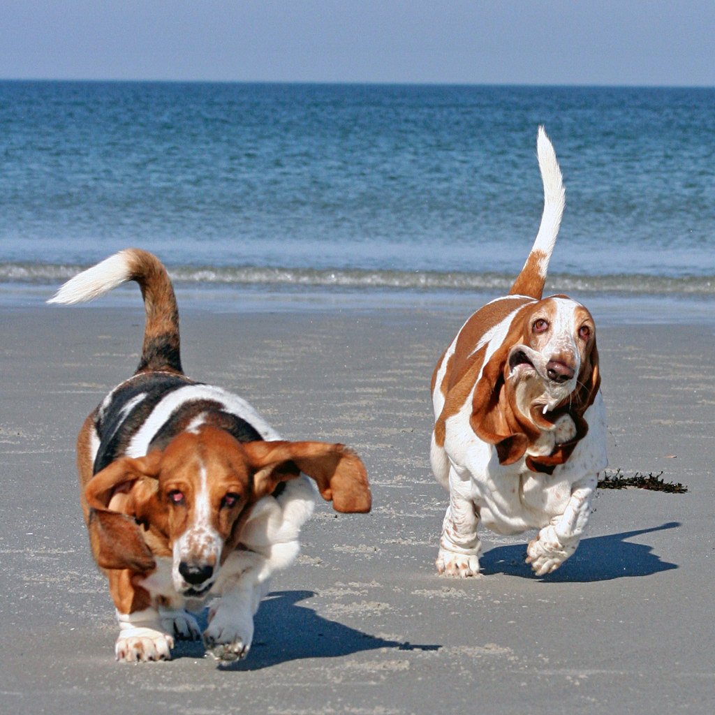 Дворняжный корги