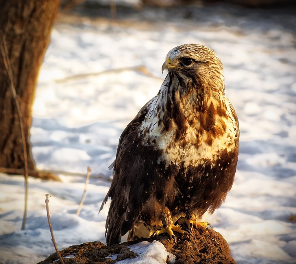 Мохноногий канюк