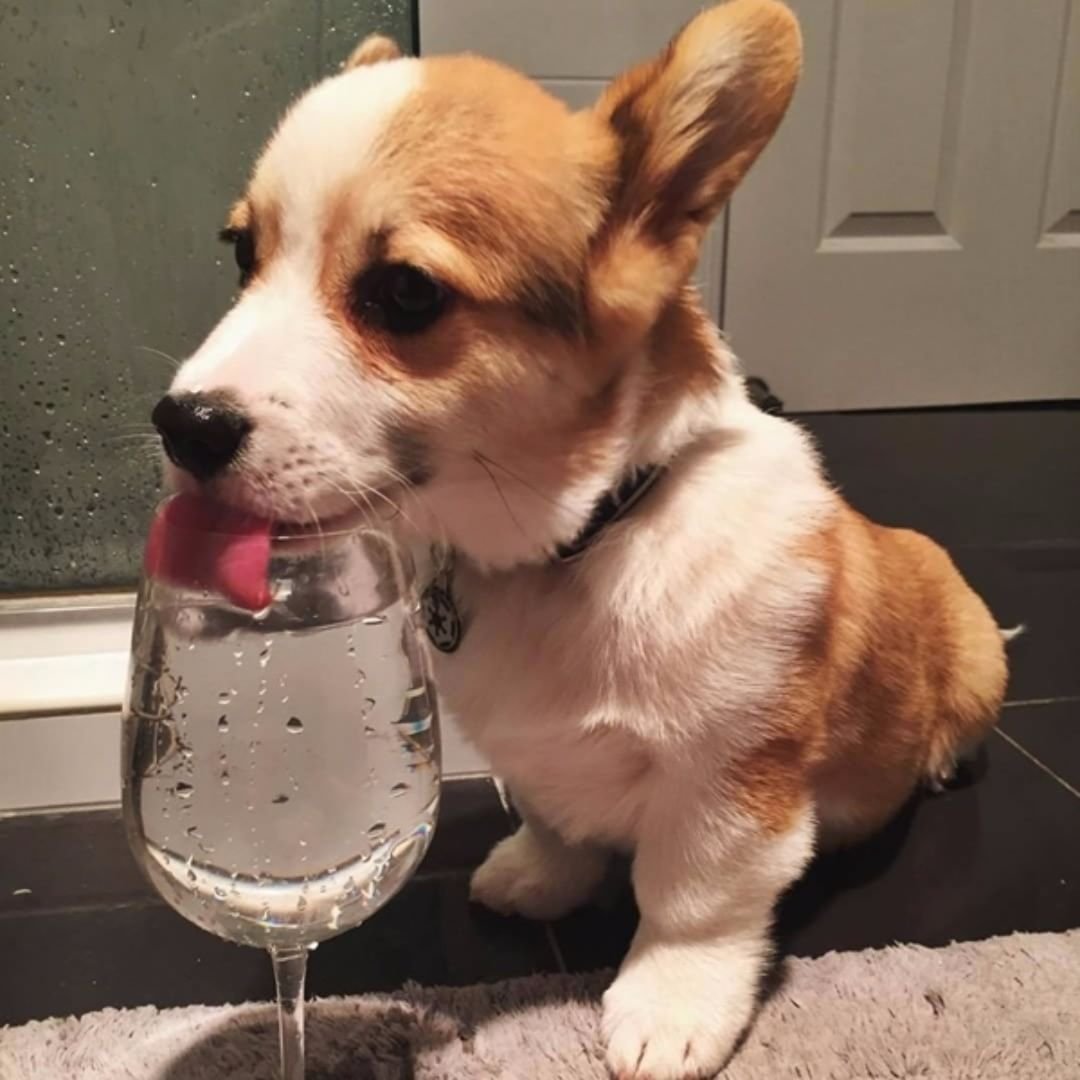 Щенок Джек Бигль