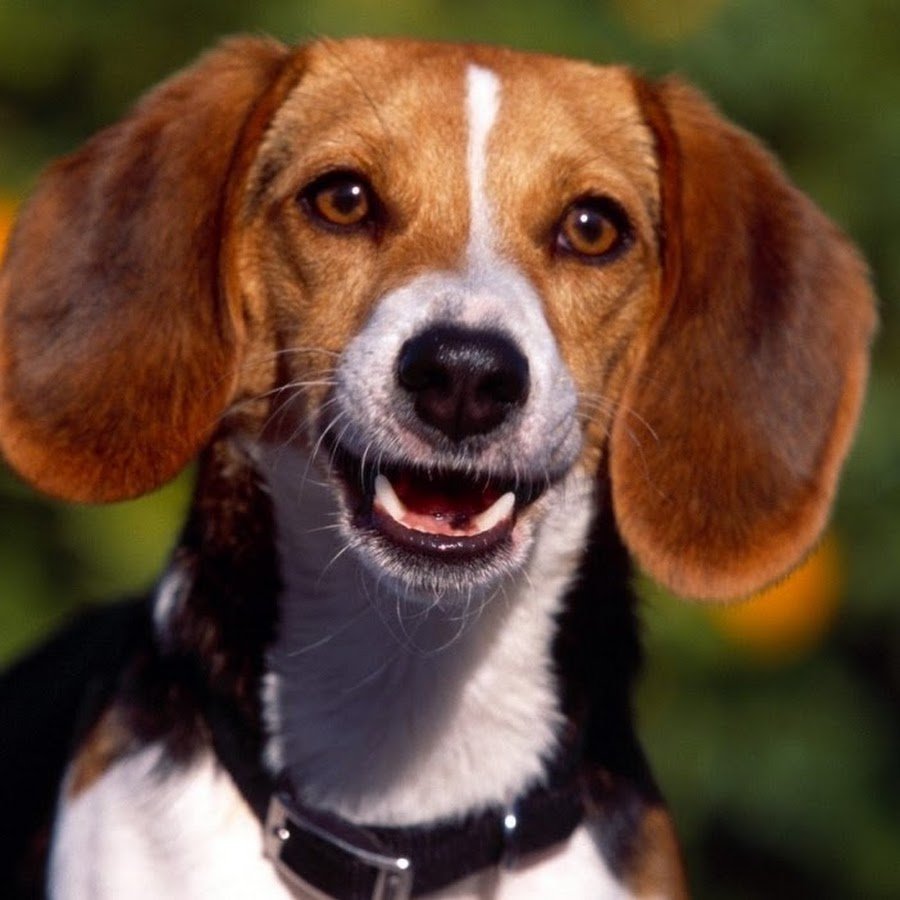 Бигль плюс корги