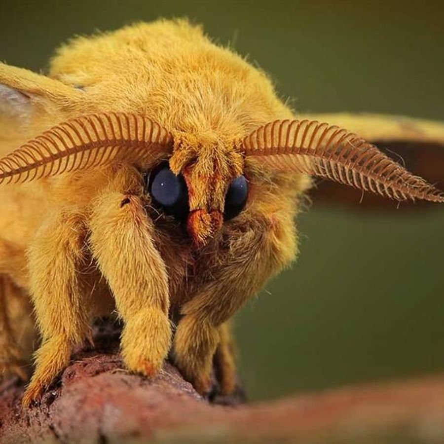 Пучебрюхий грибожуй