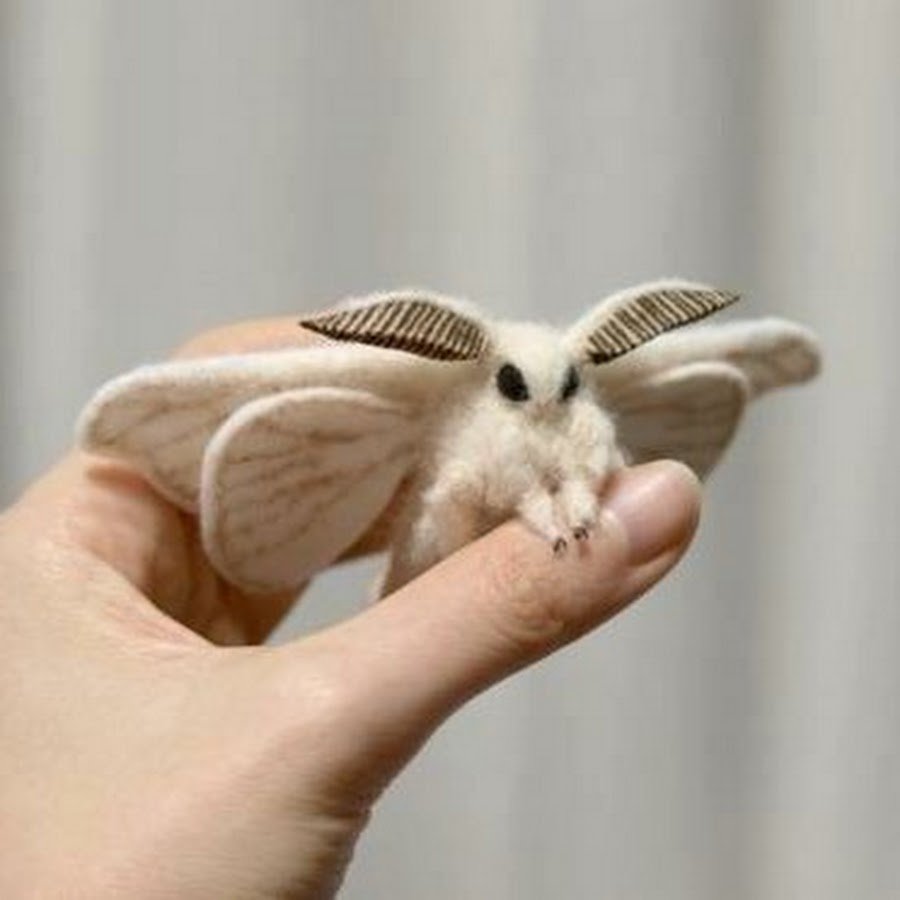 Сатурния Мадагаскарская гусеница