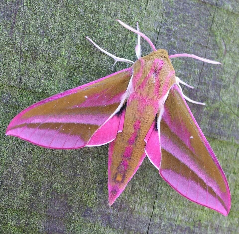 Мотылёк Sosxetra grata.