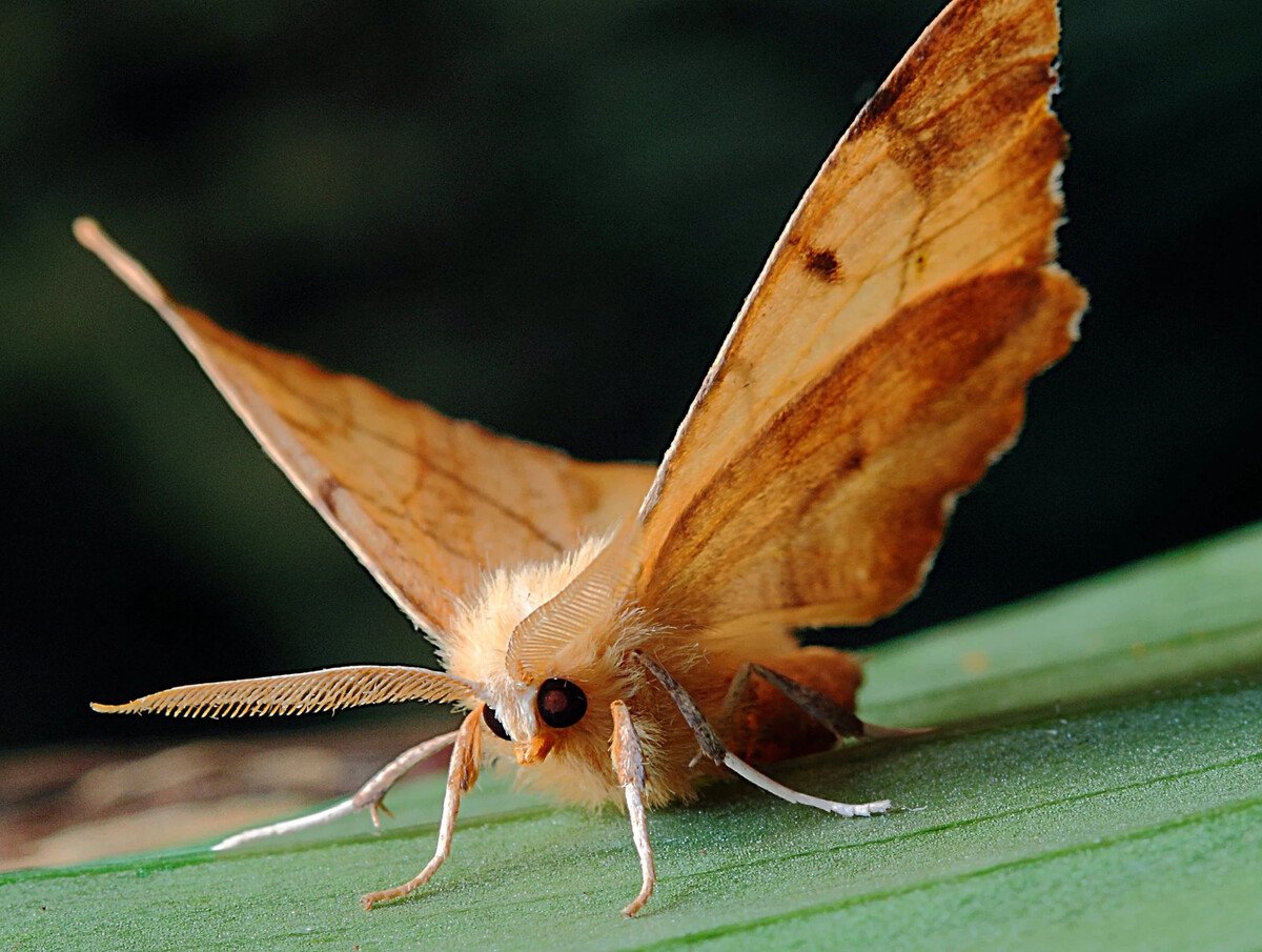 Бражник оранжевый