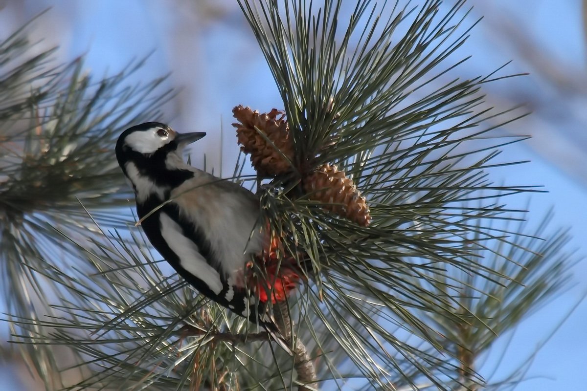 Зимующие птицы для детей