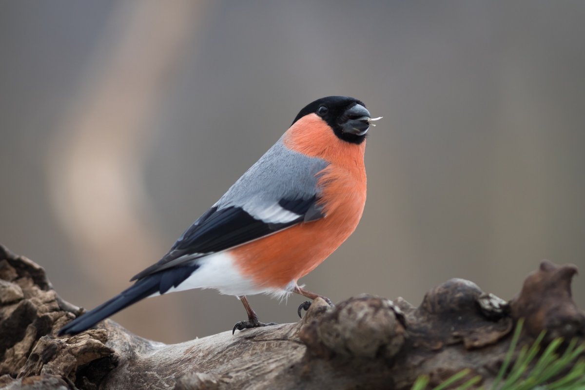 Дрозд свиристель Крымский