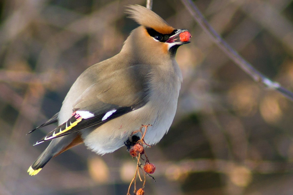 Зимующая птица снегери