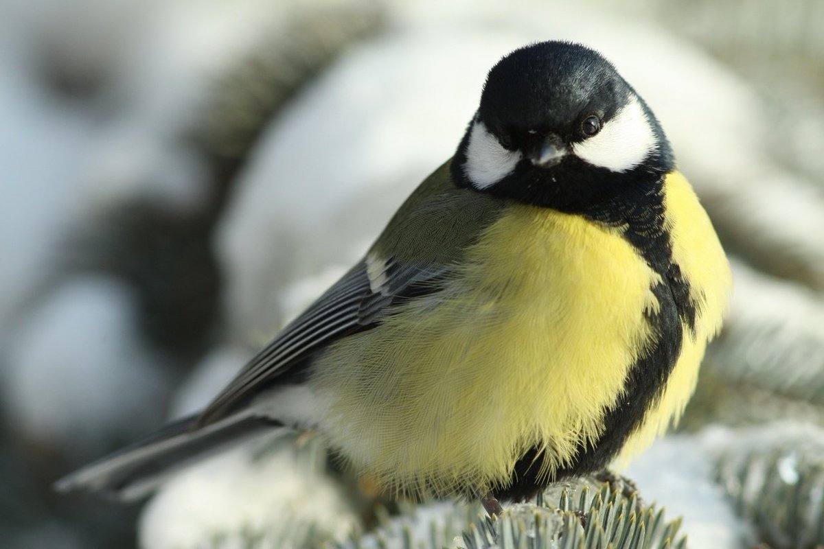 Серогрудый Снегирь