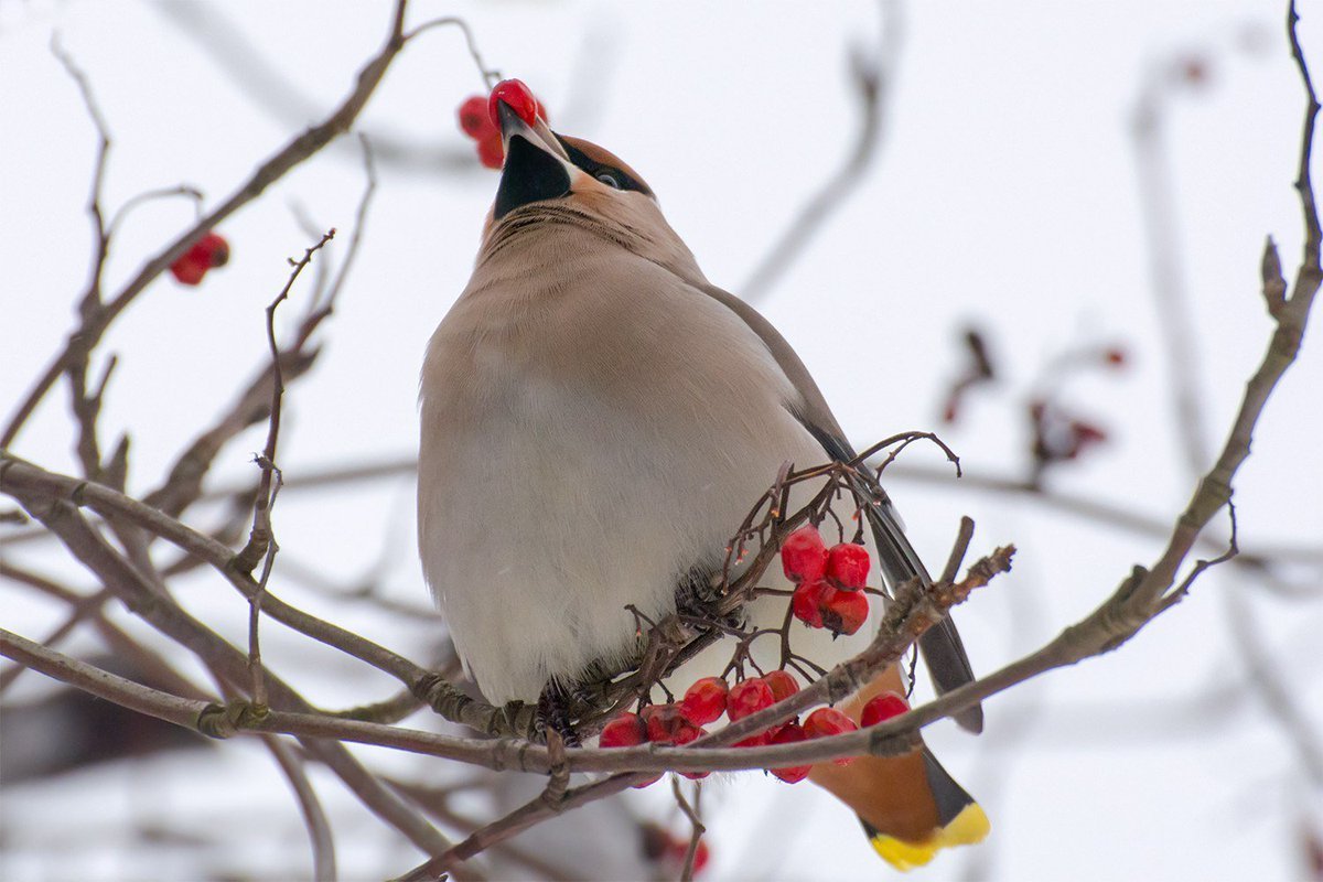 Снегирь обыкновенный pyrrhula pyrrhula