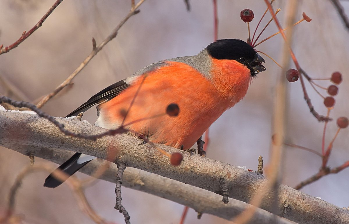 Птицы в зимнем лесу