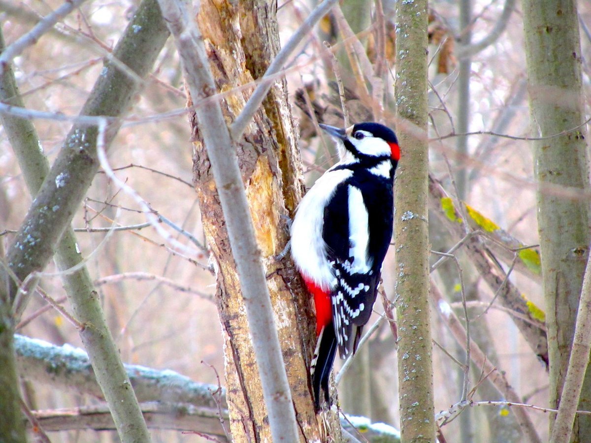 Зимующие птицы корм задания для дошкольников