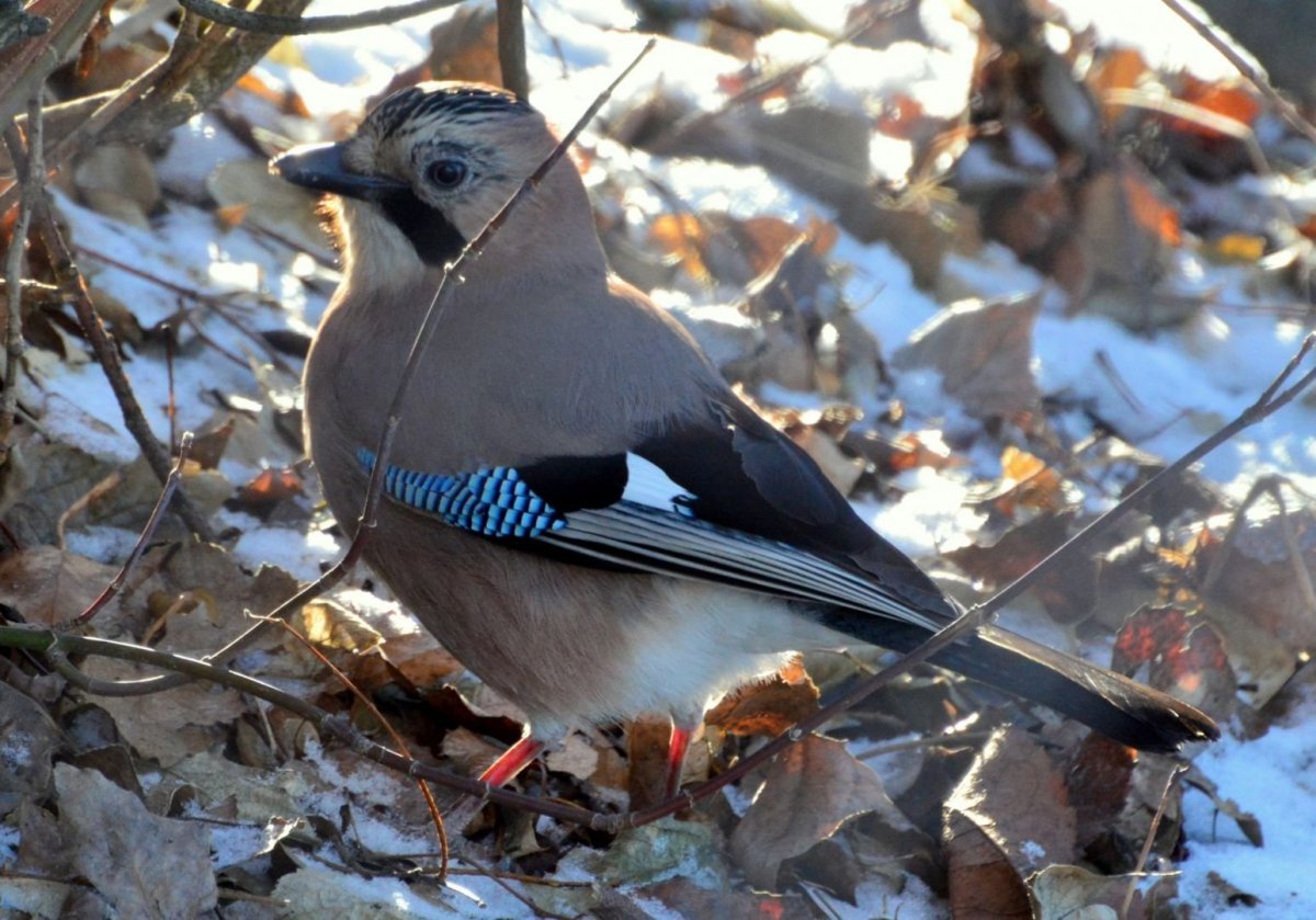 Перелетные и зимующие птицы в Саратовской области