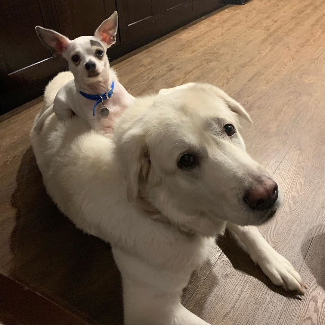 Ретривер и чихуахуа