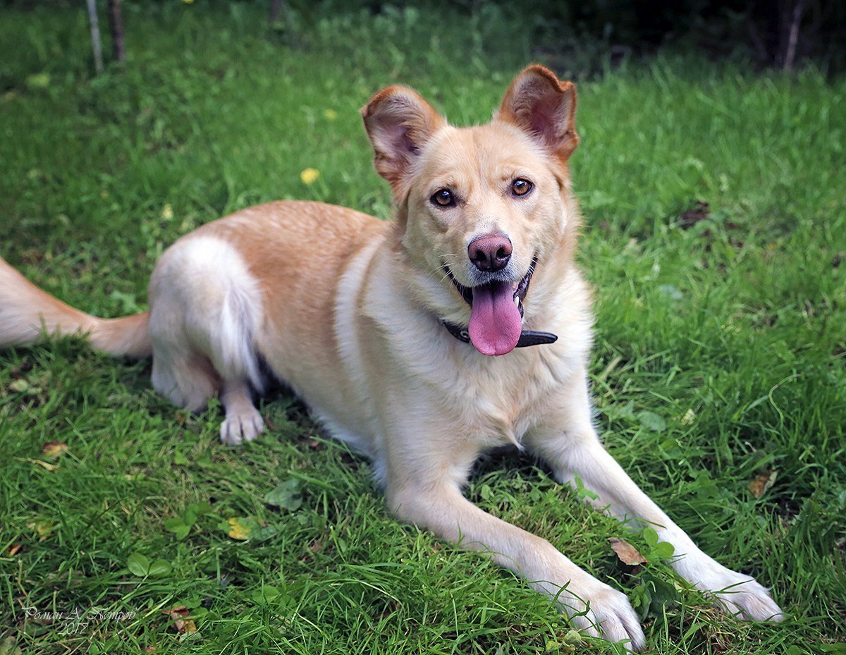 Метис лабрадора и чихуахуа