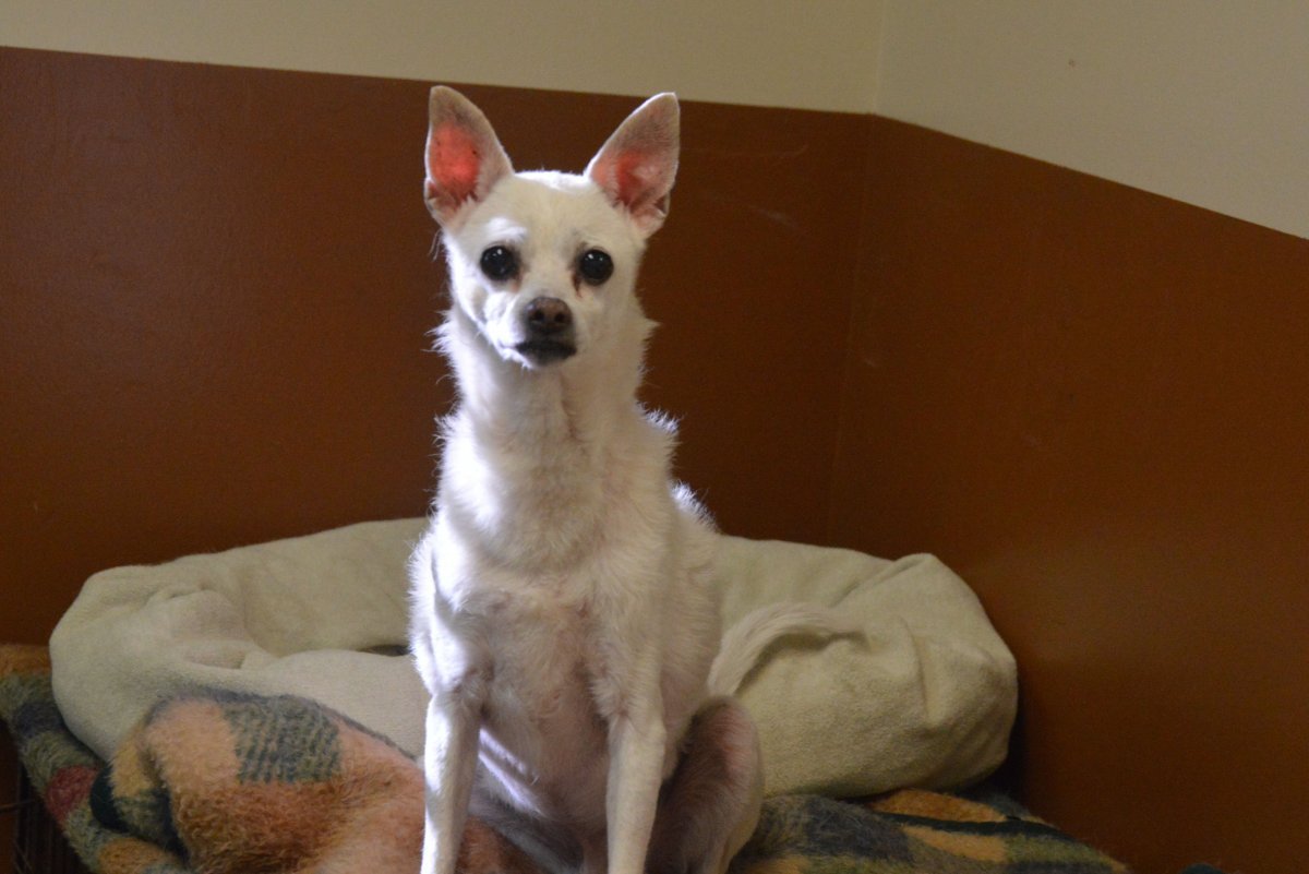 Лабрадор и Джек Рассел