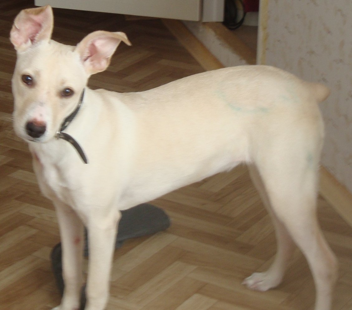 Мопс алабай бульдог метис