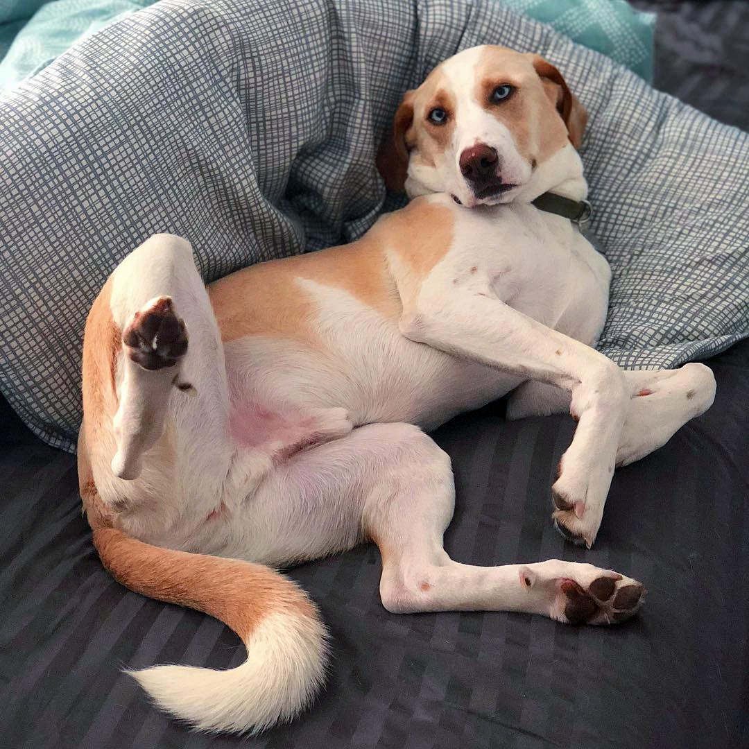 Помесь корги и МОПСА