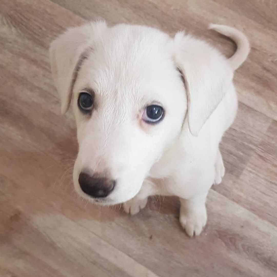 Метис с авито