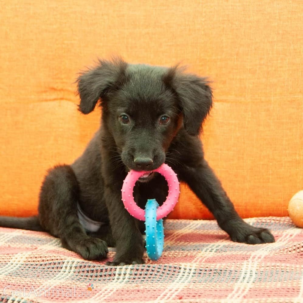 Фото щенок лабрадора и чихуахуа