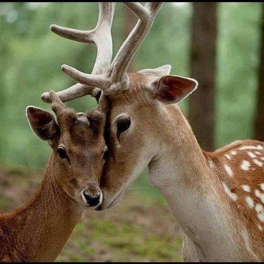 Олень олениха Олененок Оленята