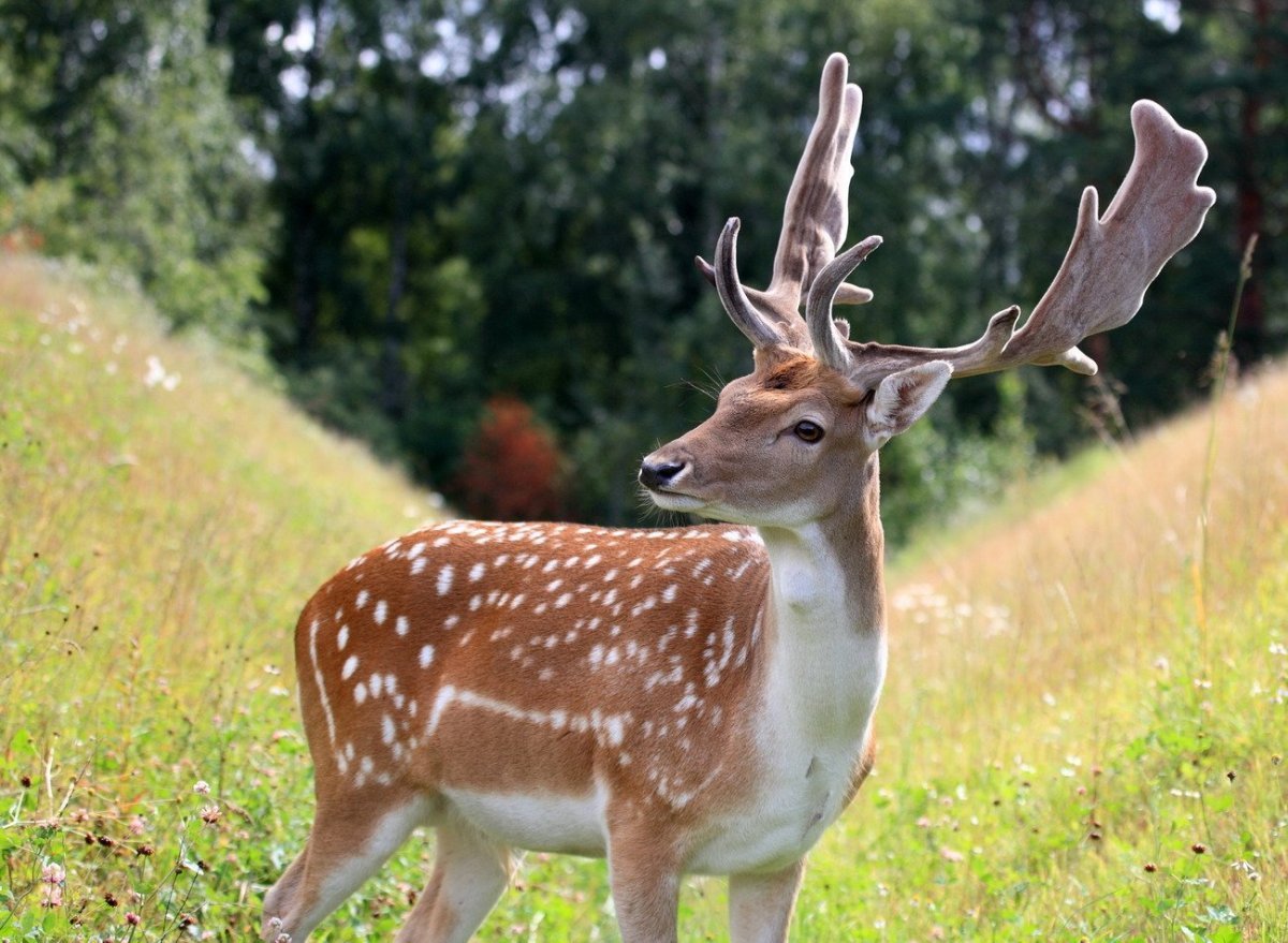 Благородный пятнистый олень