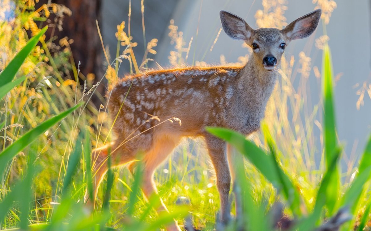 Косуля в Забайкалье
