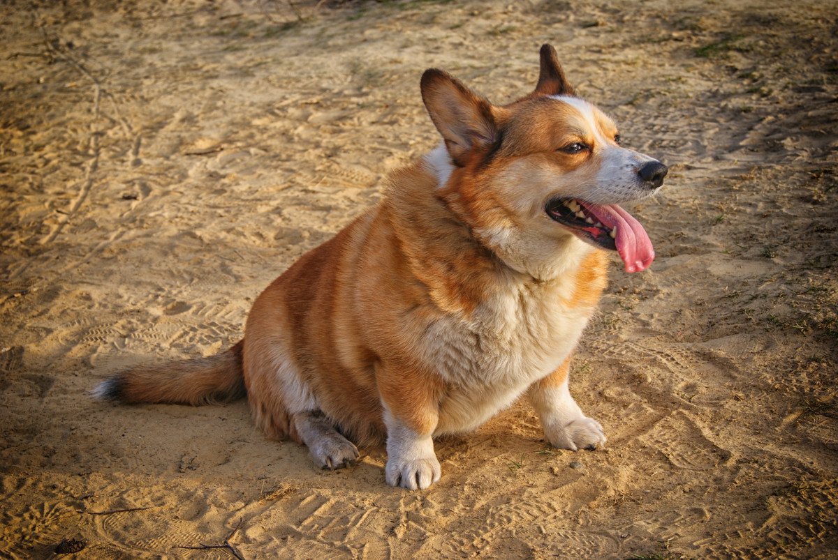 Вельш корги овчарка