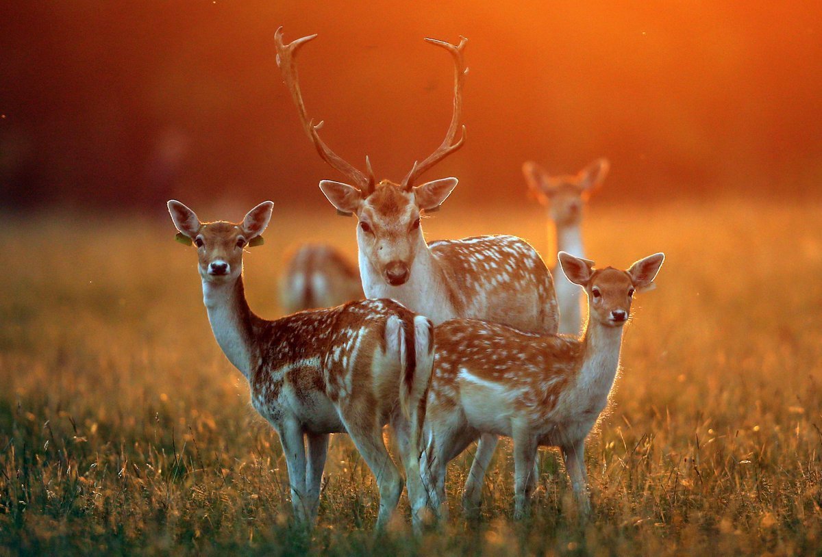 Семья оленей