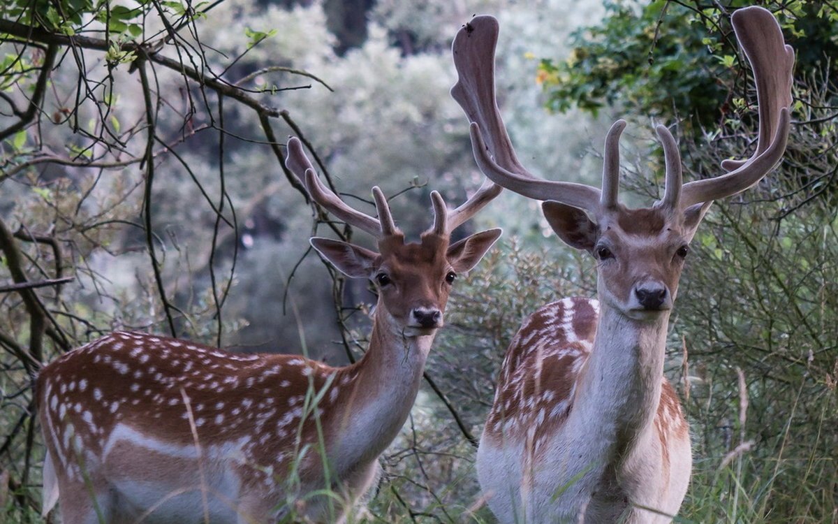 Оленевые Оленевые