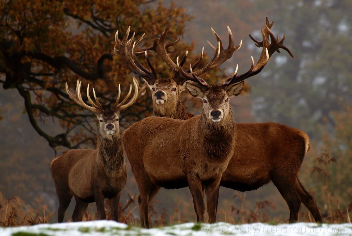 Олень вапити в Северной Америке