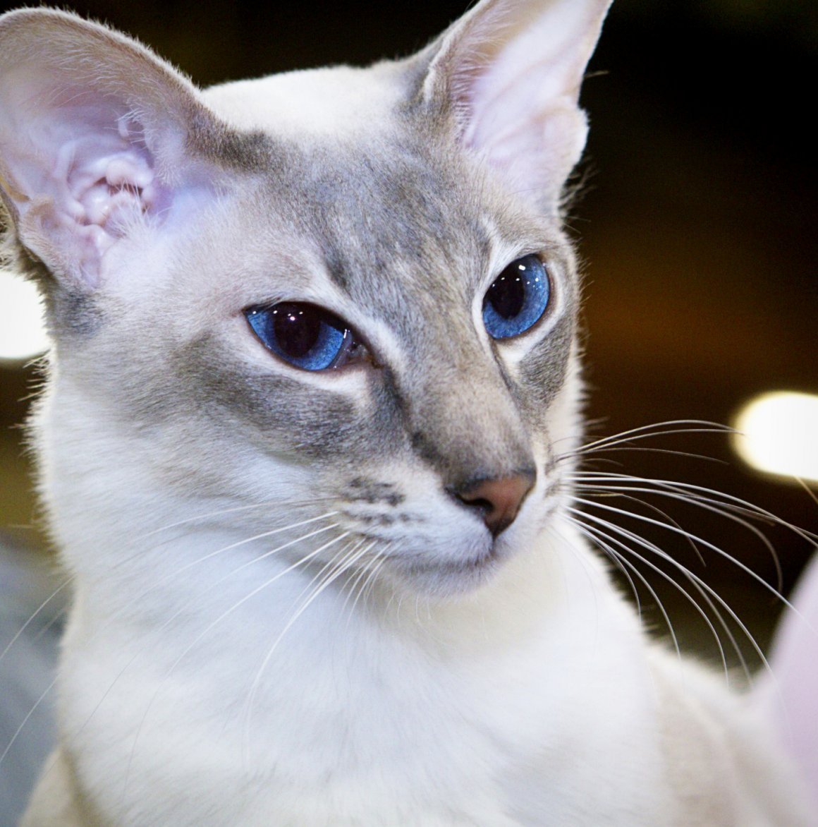 Ушастый кот порода Ориентал