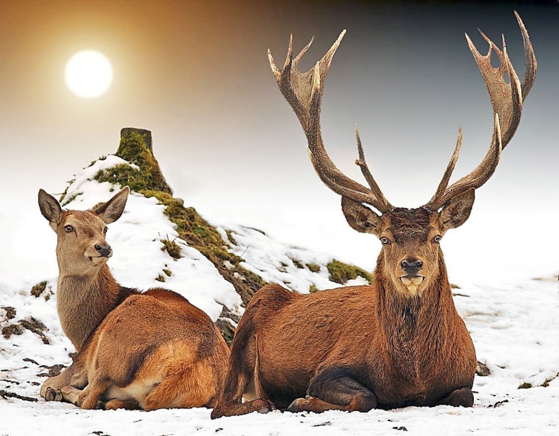 Олень и олениха