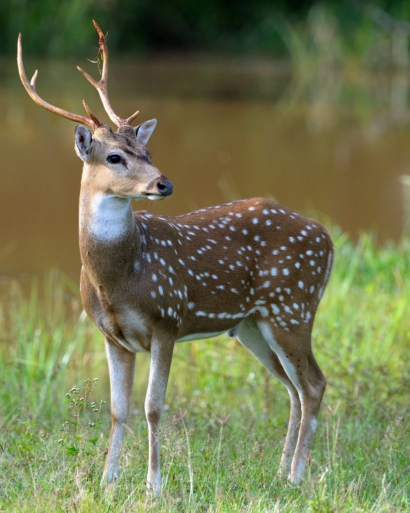 Уссурийский пятнистый олень