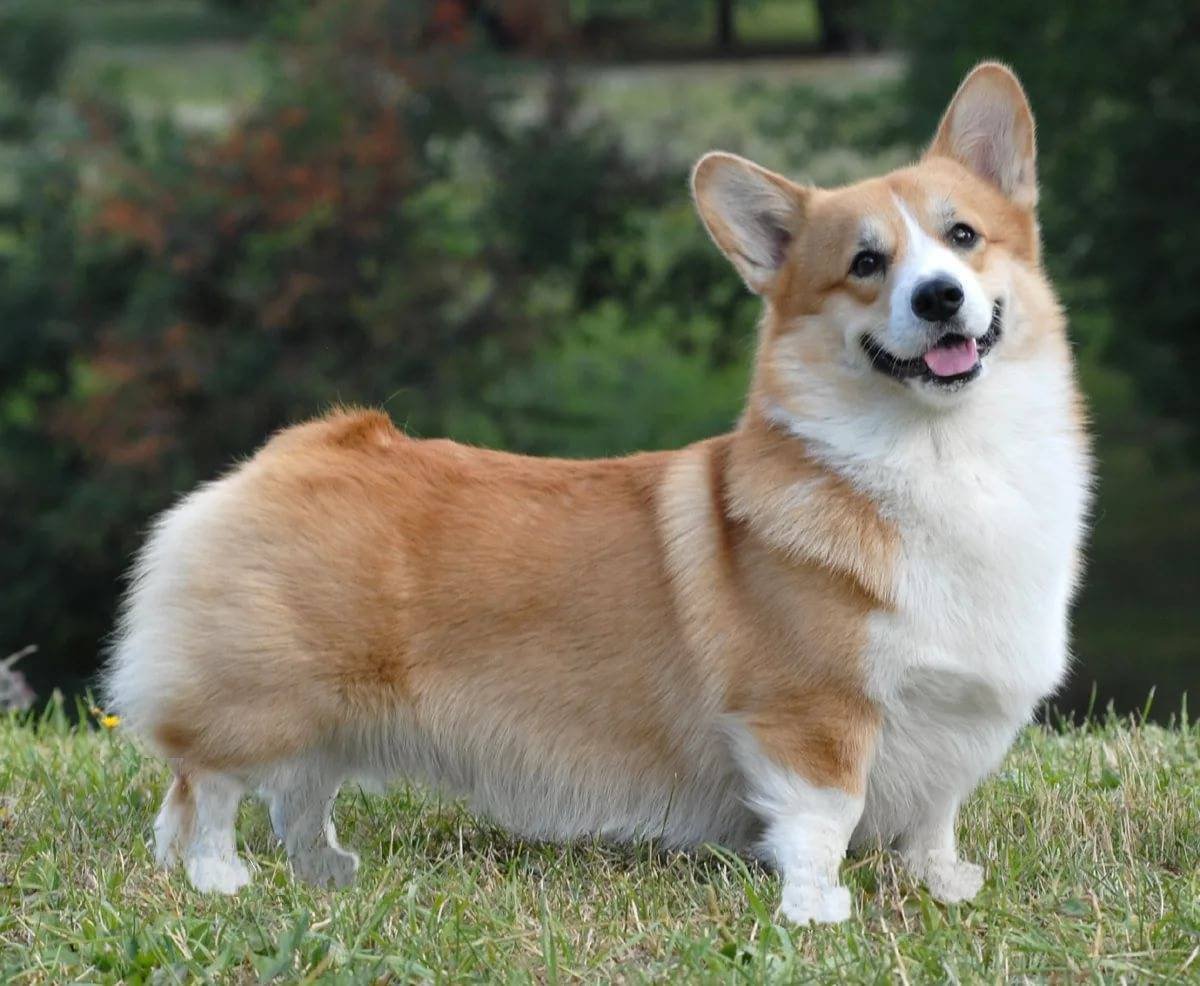 Собаки породы вельш корги пемброк