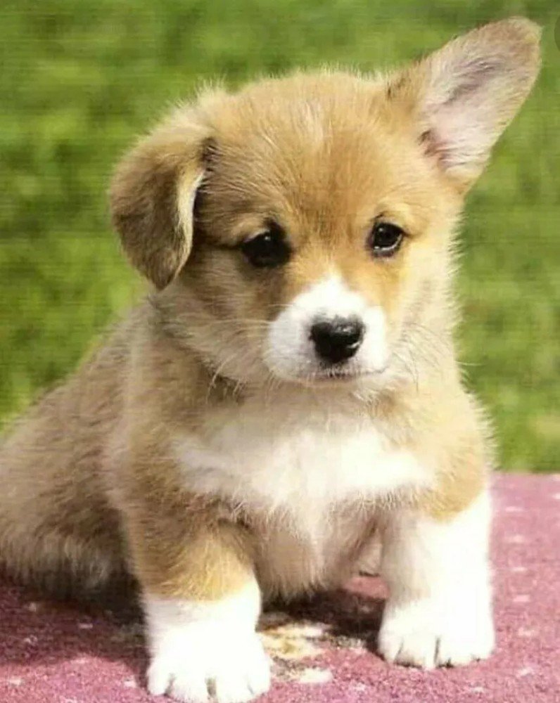 Щенок корги Шелби