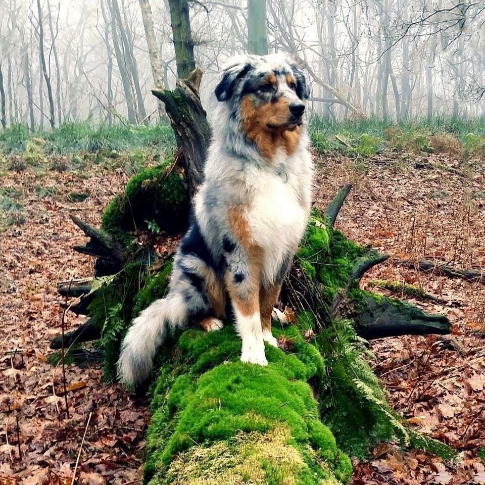 Австралийская овчарка Эстетика