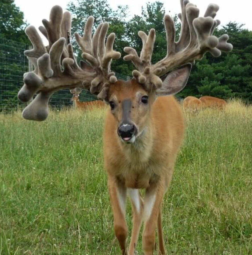 Олениха вельвет