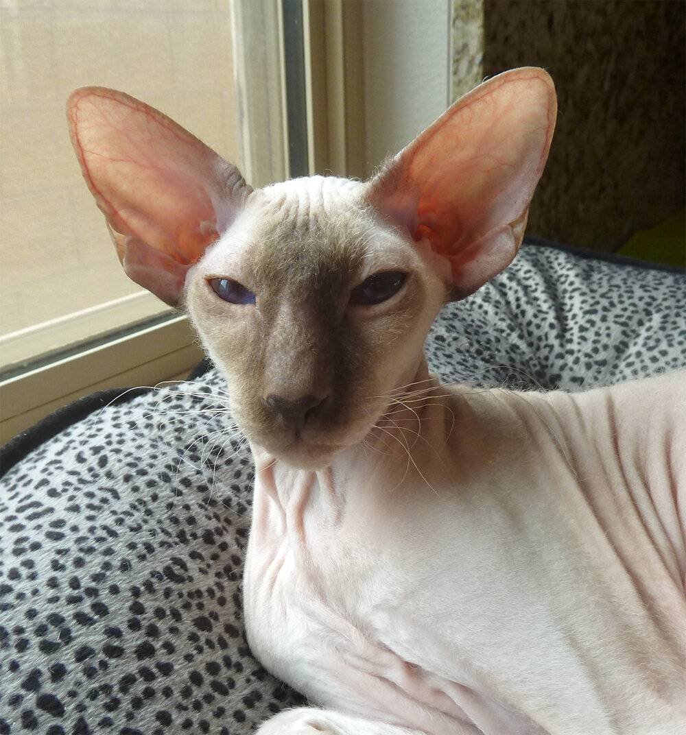 Порода сфинкс Петерболд