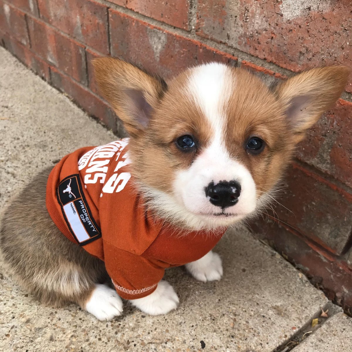 Корги маленькие