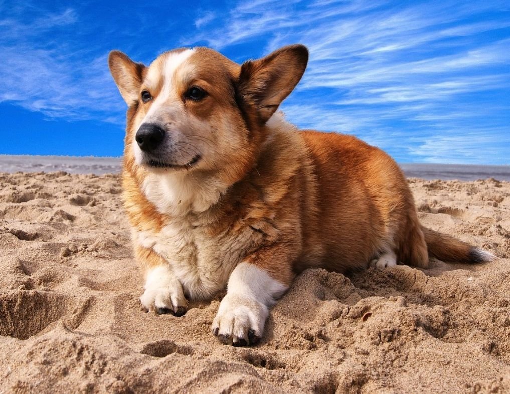 Обои на рабочий стол телефоны корги