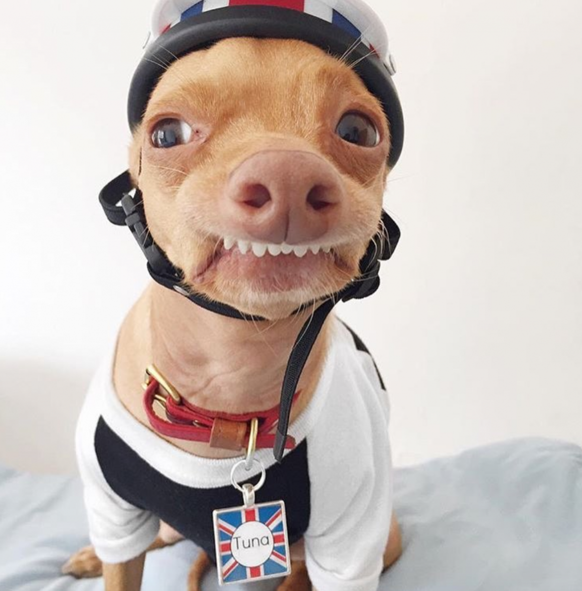 Чокнутая собака