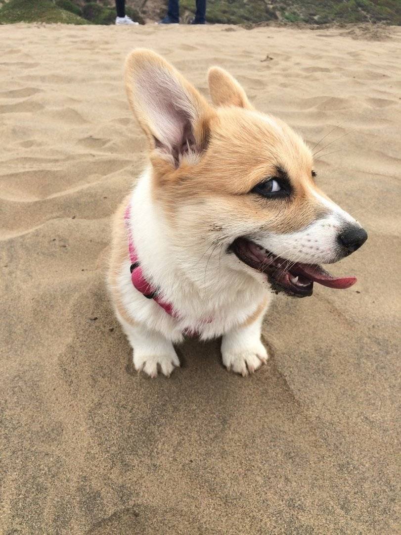 Порода собак корги