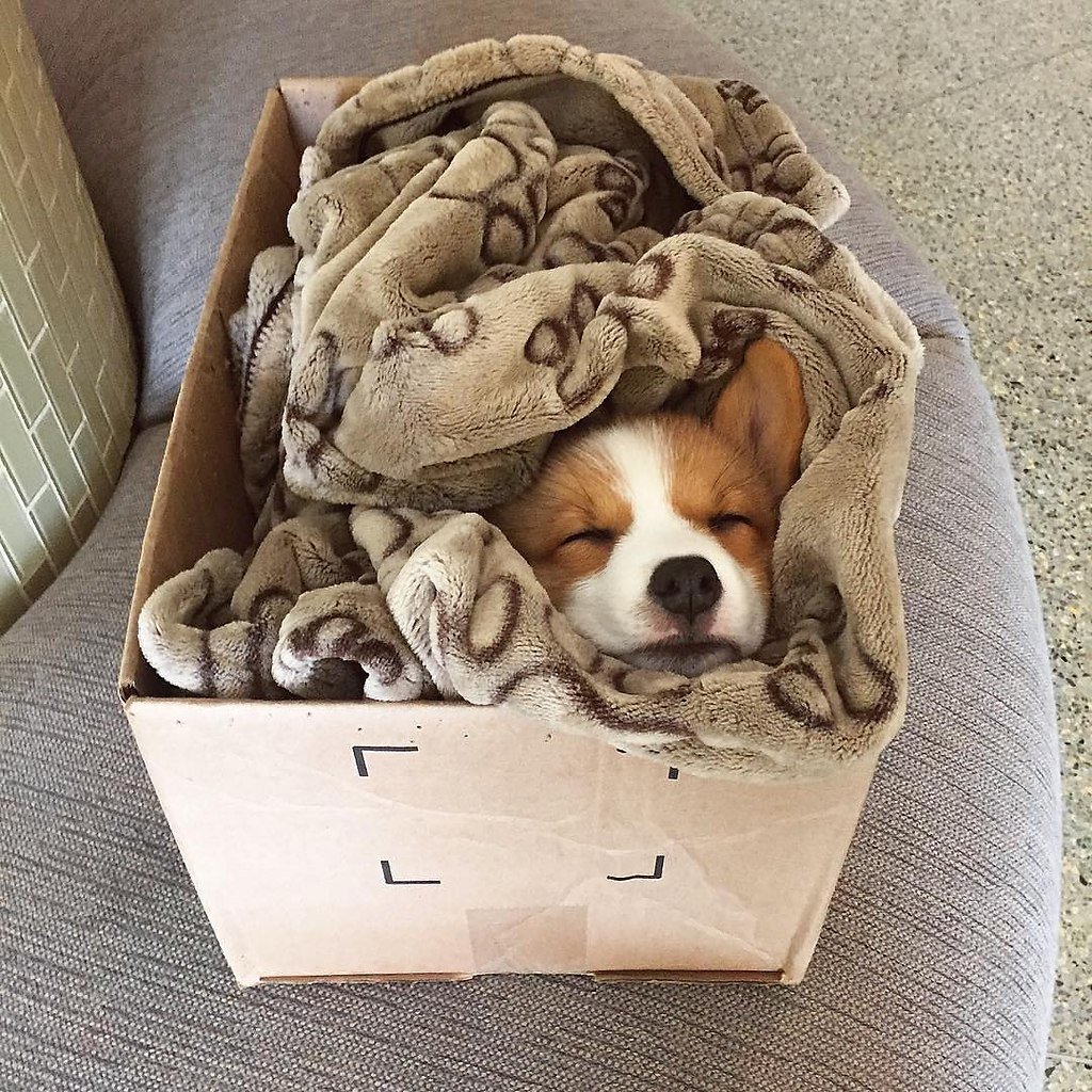 Щенок в коробке