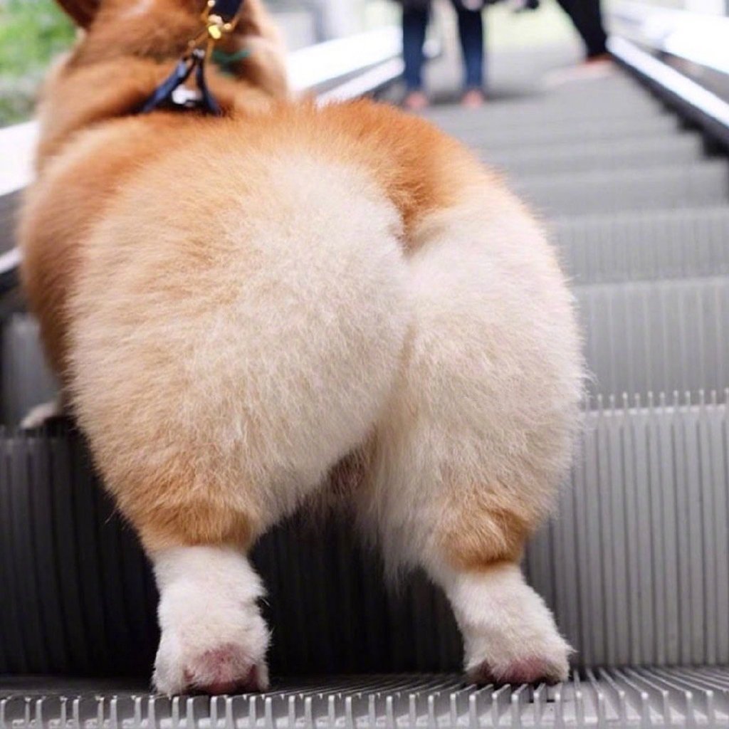 Вельш корги пемброк жопка