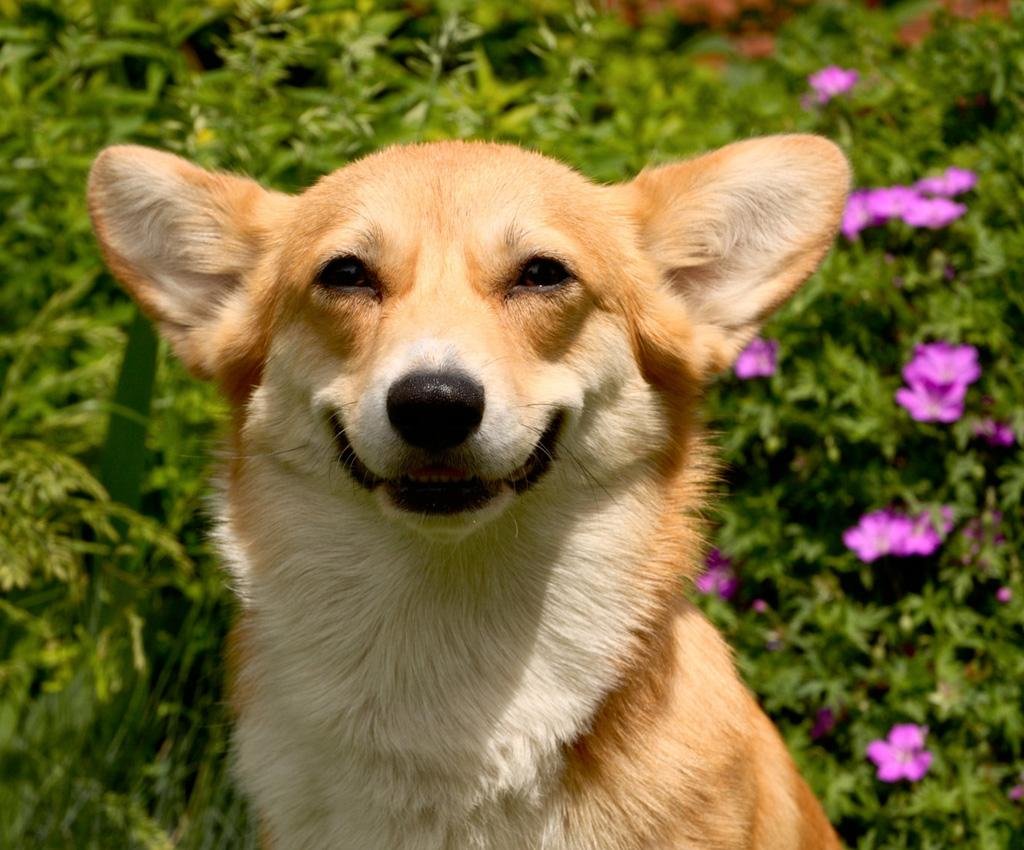 Собака Хоркин