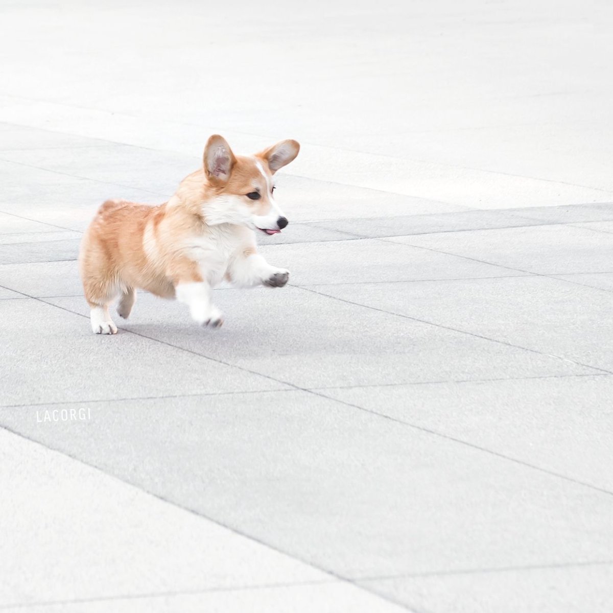 Вельш корги пемброк бегает